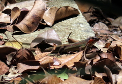 Eutropis rudis