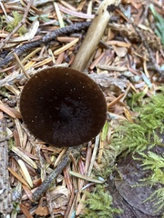 Lactarius fallax