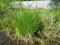 Carex cespitosa