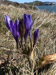 Triteleia laxa