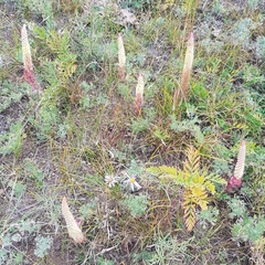 Orostachys malacophylla