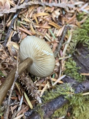 Lactarius fallax