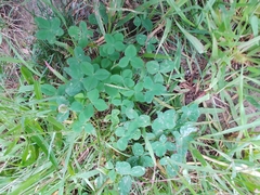Trifolium hybridum