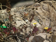 Chrysanthemum indicum