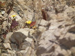 Chrysanthemum indicum