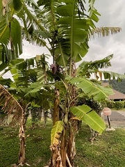 Musa × paradisiaca