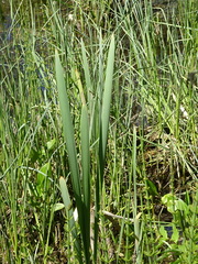 Typha incana