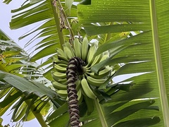Musa × paradisiaca