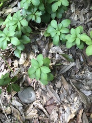 Pachysandra terminalis