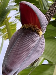 Musa × paradisiaca