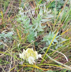 Oxytropis