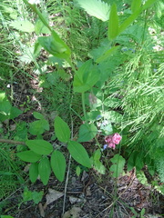 Lathyrus pisiformis
