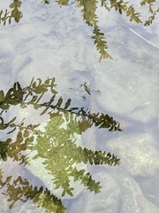 Aquarius paludum paludum