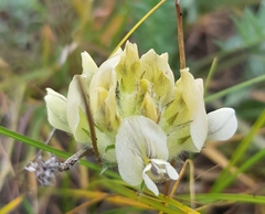 Oxytropis sordida