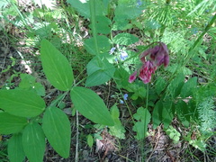 Lathyrus pisiformis