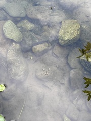 Aquarius paludum paludum