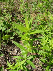 Galium × pseudoboreale