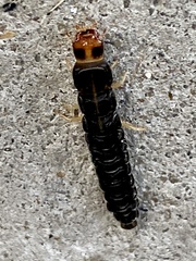 Cantharidae
