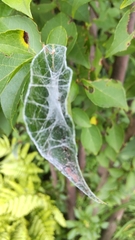 Arthropoda