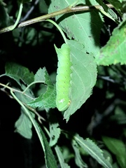Paonias excaecata
