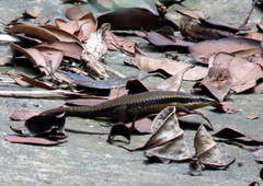 Eutropis rudis