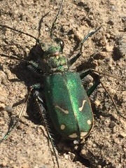 Cicindela purpurea