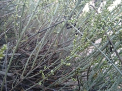 Salsola genistoides
