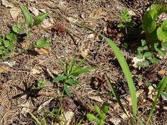 Trifolium lupinaster