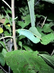 Paonias excaecata