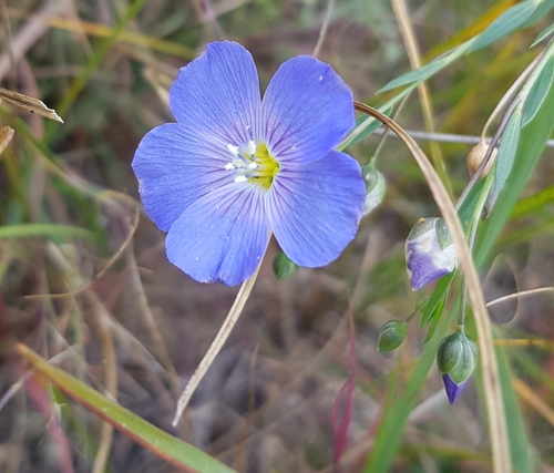 Linum baicalense (Linum baicalense)