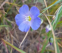 Linum baicalense
