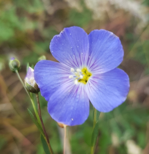 Linum baicalense (Linum baicalense)