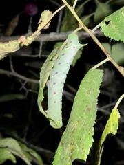 Paonias excaecata