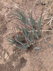 Iris fernaldii