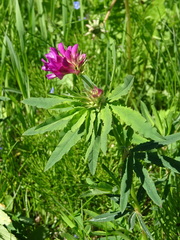 Trifolium lupinaster