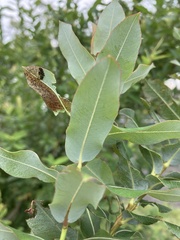 Salix integra
