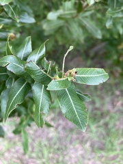 Salix integra