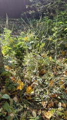 Sisymbrium officinale