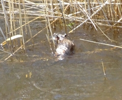 Hydromys chrysogaster