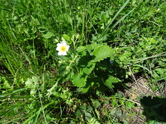 Fragaria × ananassa