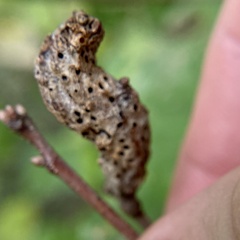 Neuroterus quercusbatatus