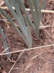 Iris fernaldii
