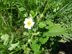 Fragaria × ananassa