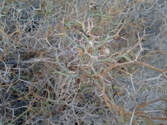 Launaea arborescens