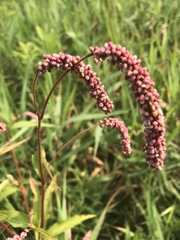 Persicaria careyi