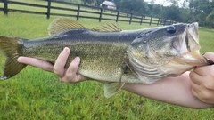 Micropterus floridanus