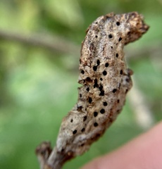 Neuroterus quercusbatatus