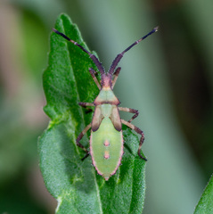 Chariesterus antennator