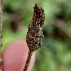 Neuroterus quercusbatatus