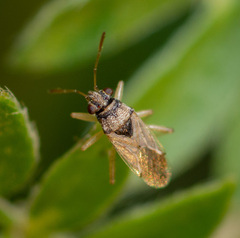 Lygaeoidea